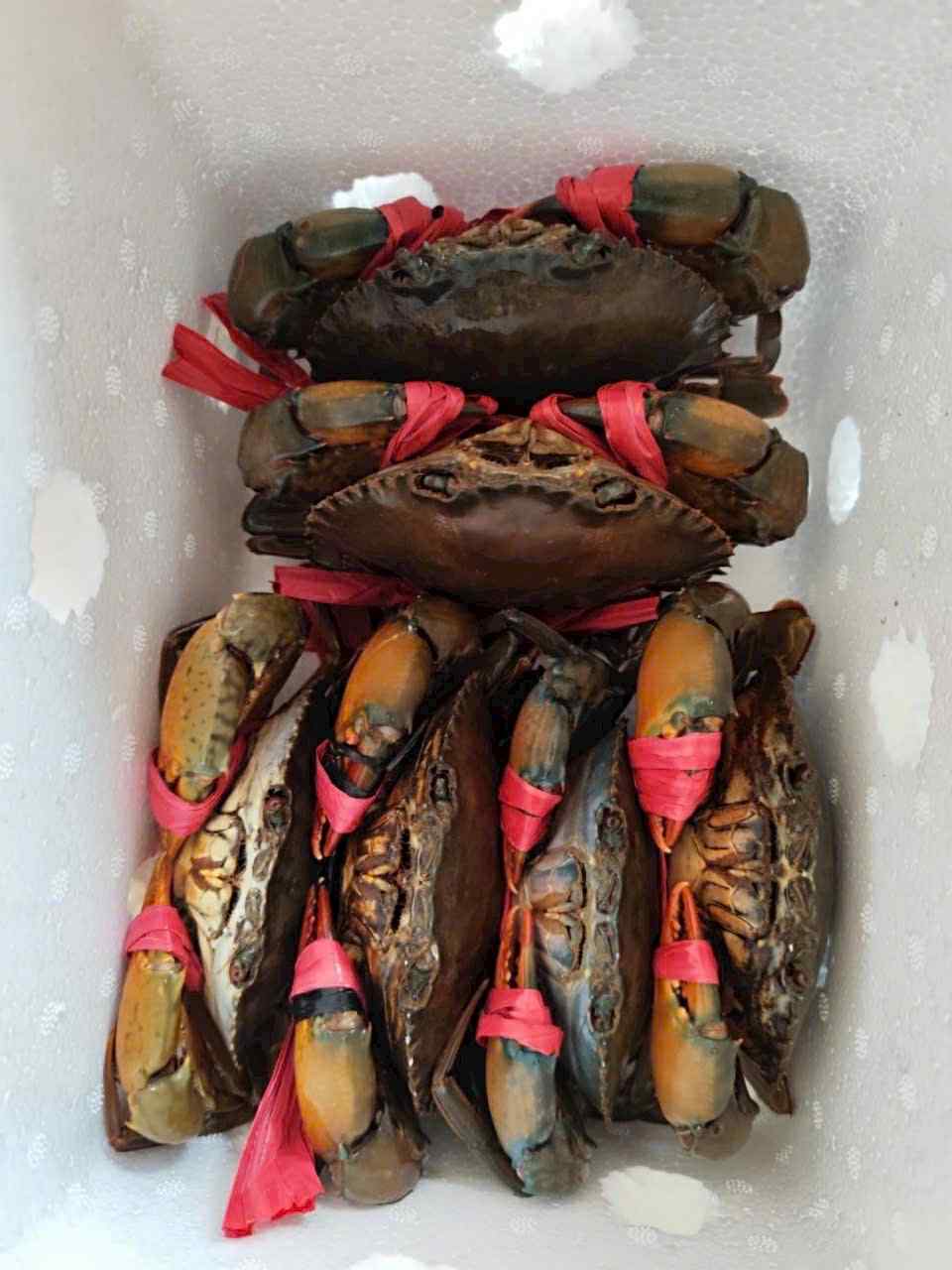 Cua Thịt - 身入り蟹〔 5,500¥/kg 〕